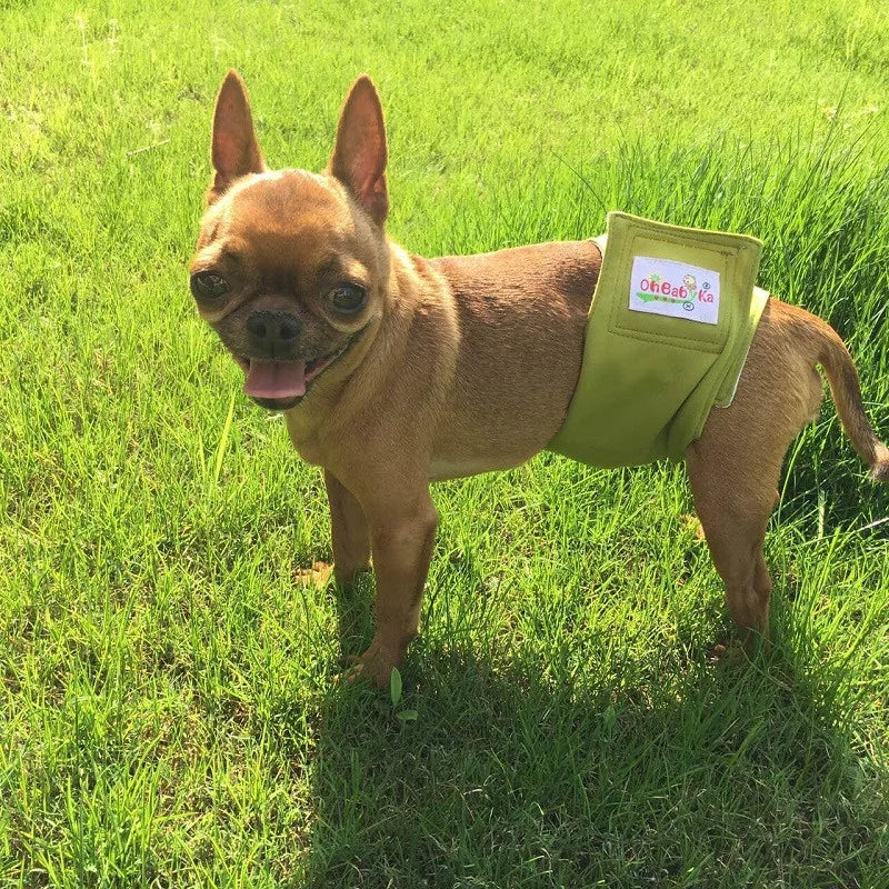 A light brown French Bulldog wearing a lime green washable dog belly band.