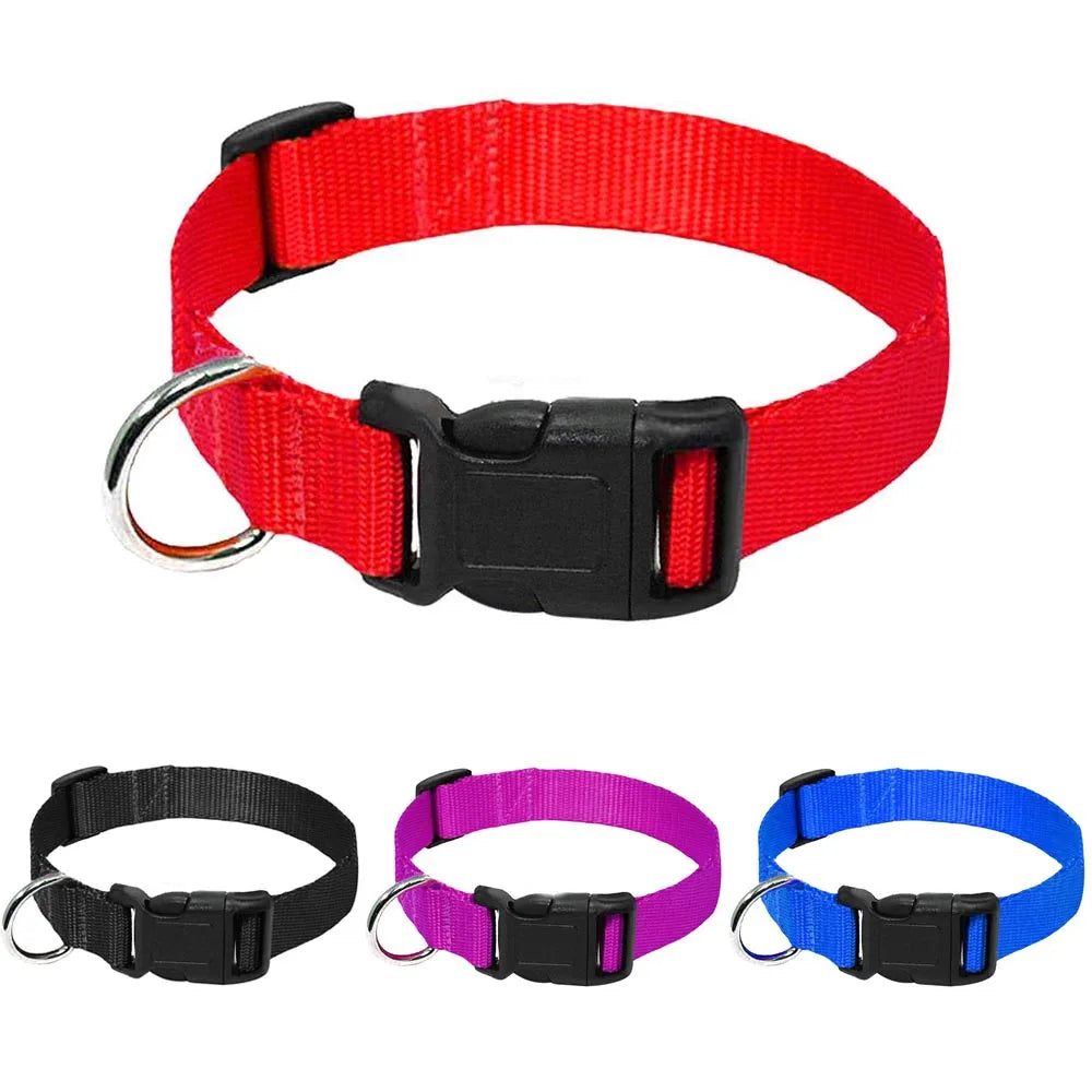 Red, purple, and blue adjustable nylon dog collars with quick-release buckles displayed side by side.
