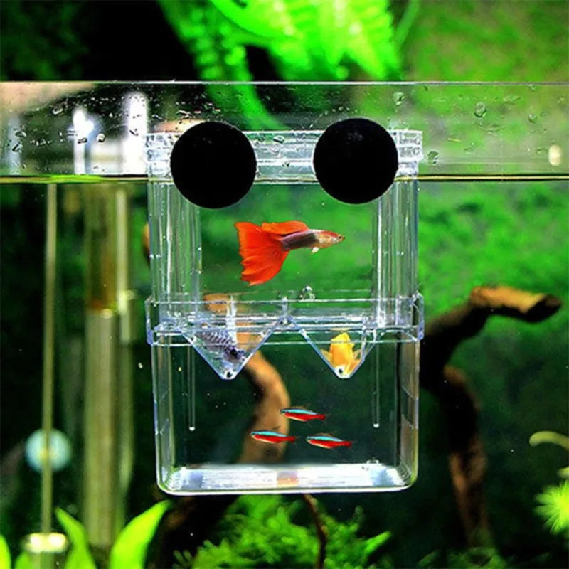 Clear Acrylic Fish Breeding Isolation Box with Floating Design
