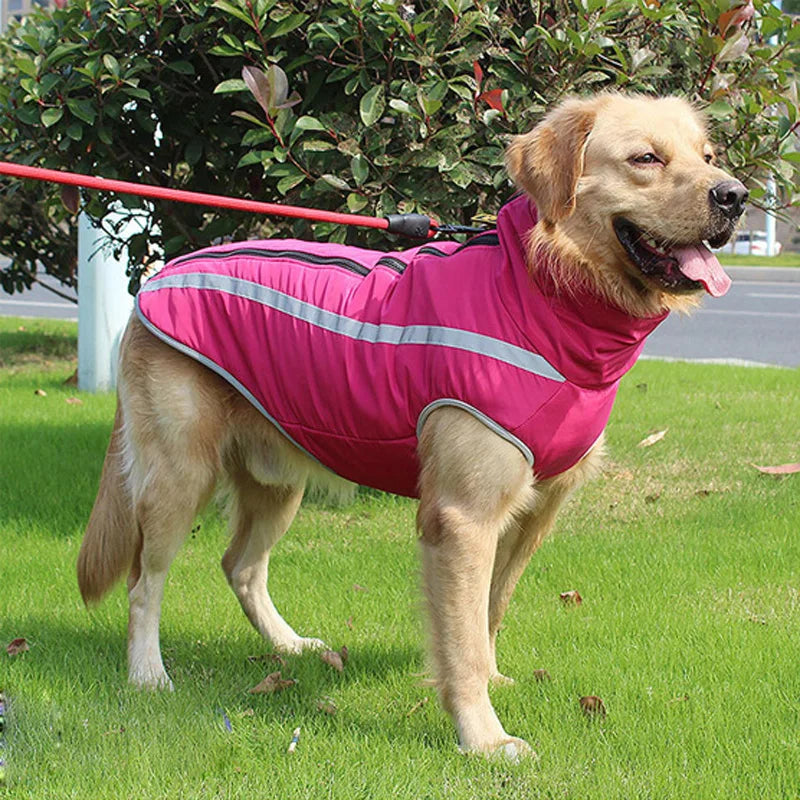 Un golden retriever portant un manteau de chien rose rembourré avec des garnitures réfléchissantes sur une laisse dans un cad