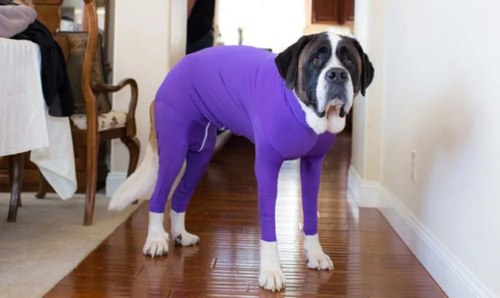 4-Leg Dog Recovery & Anxiety Calming Onesie