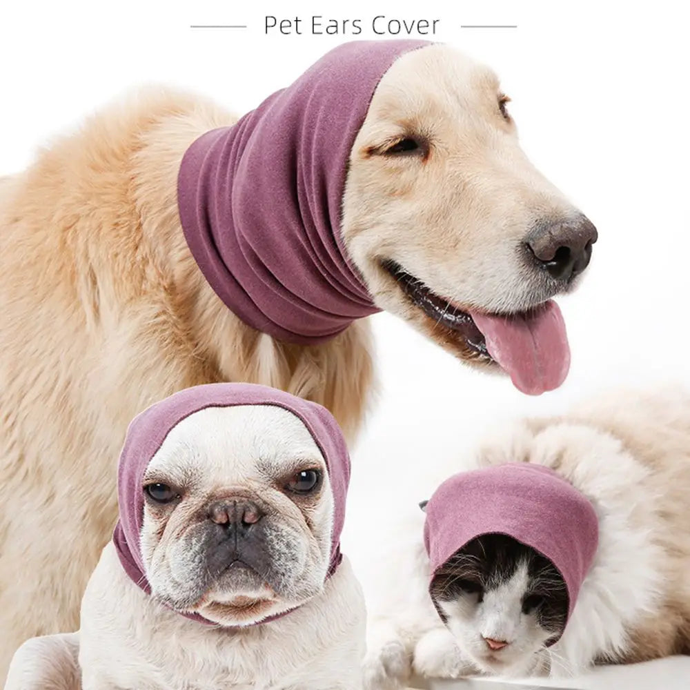 A light-colored dog wearing a purple pet ears cover, next to a pug and a cat.