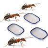 Ceramic Ant Farm Feeder Plate