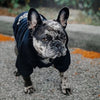 Cozy Hooded Dog Sweatshirt for Chilly Walks