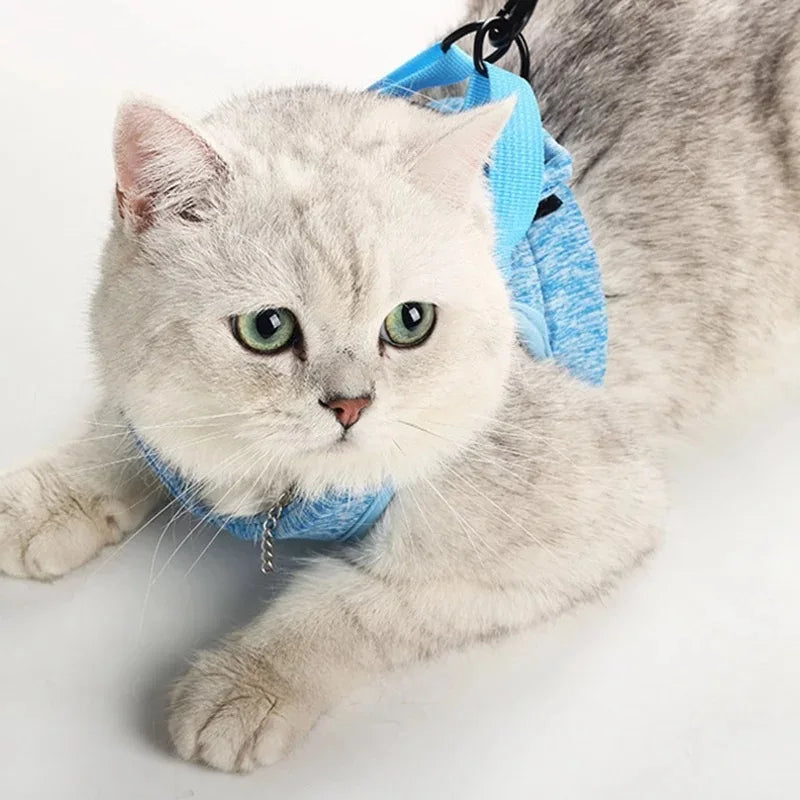 A small gray kitten wearing a blue escape-proof cat harness and leash set.