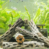 Natural cholla cactus wood shrimp nest for aquariums featuring several pieces of weathered wood.