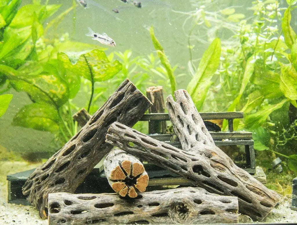 Natural cholla cactus wood shrimp nest for aquariums featuring several pieces of weathered wood.