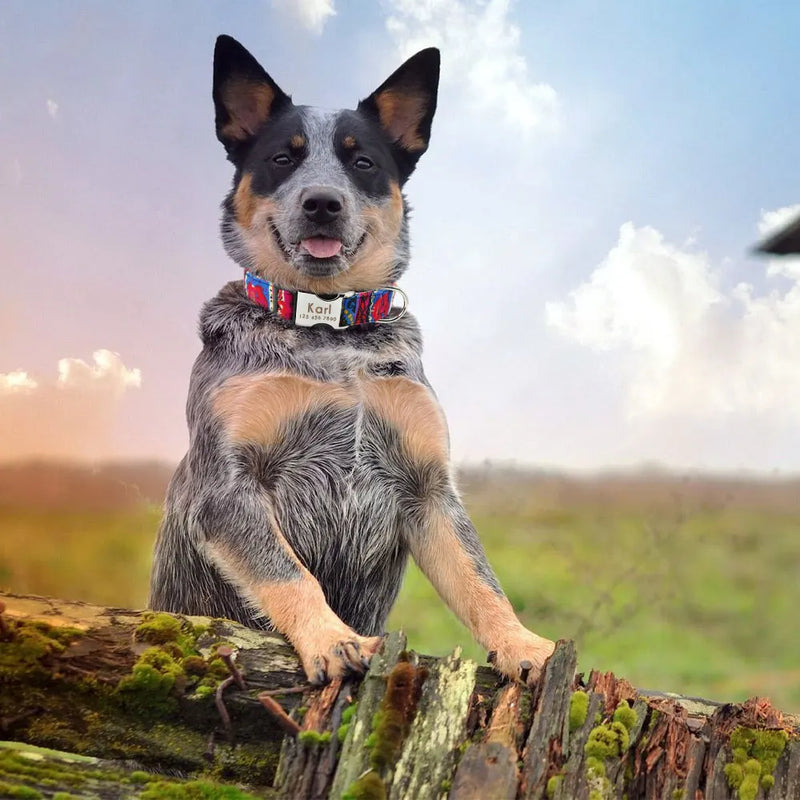Personalisierte Nylon-Hundehalsband mit graviertem ID-Plättchen