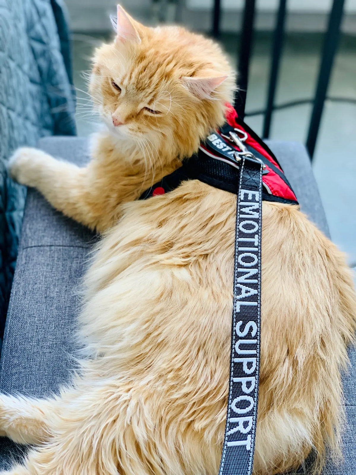 An orange tabby cat wearing a black and red harness sits on a gray surface.