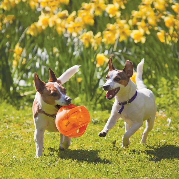 A dog is playing with an orange KONG Jumbler Ball Dog Toy in a grassy outdoor setting.