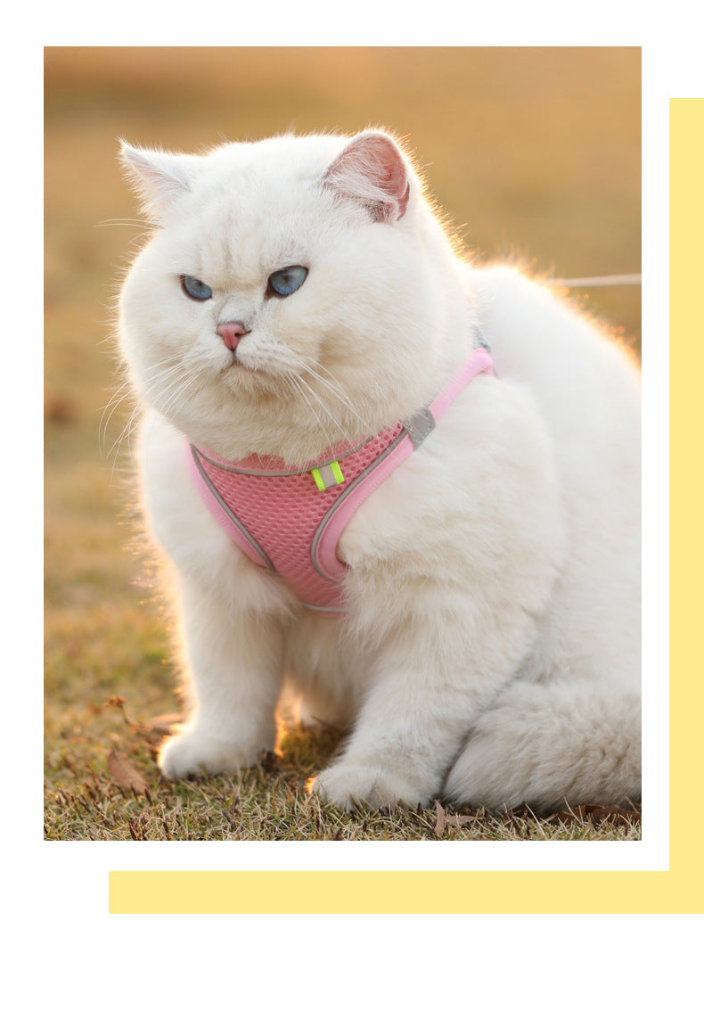 A white cat with blue eyes wearing a pink reflective pet harness sitting on grass.
