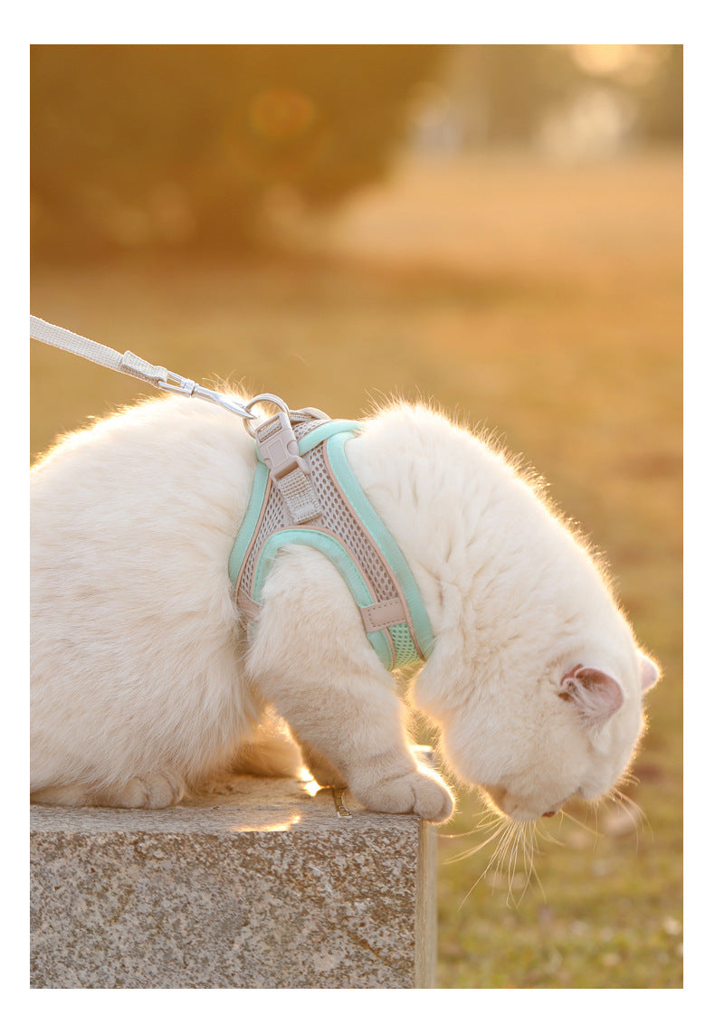 A white cat wearing a light blue harness sits on a stone ledge outdoors.