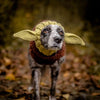 Ein Hund mit gestrickten Ohrenwärmern in gelben und braunen Farben, der im Freien steht.
