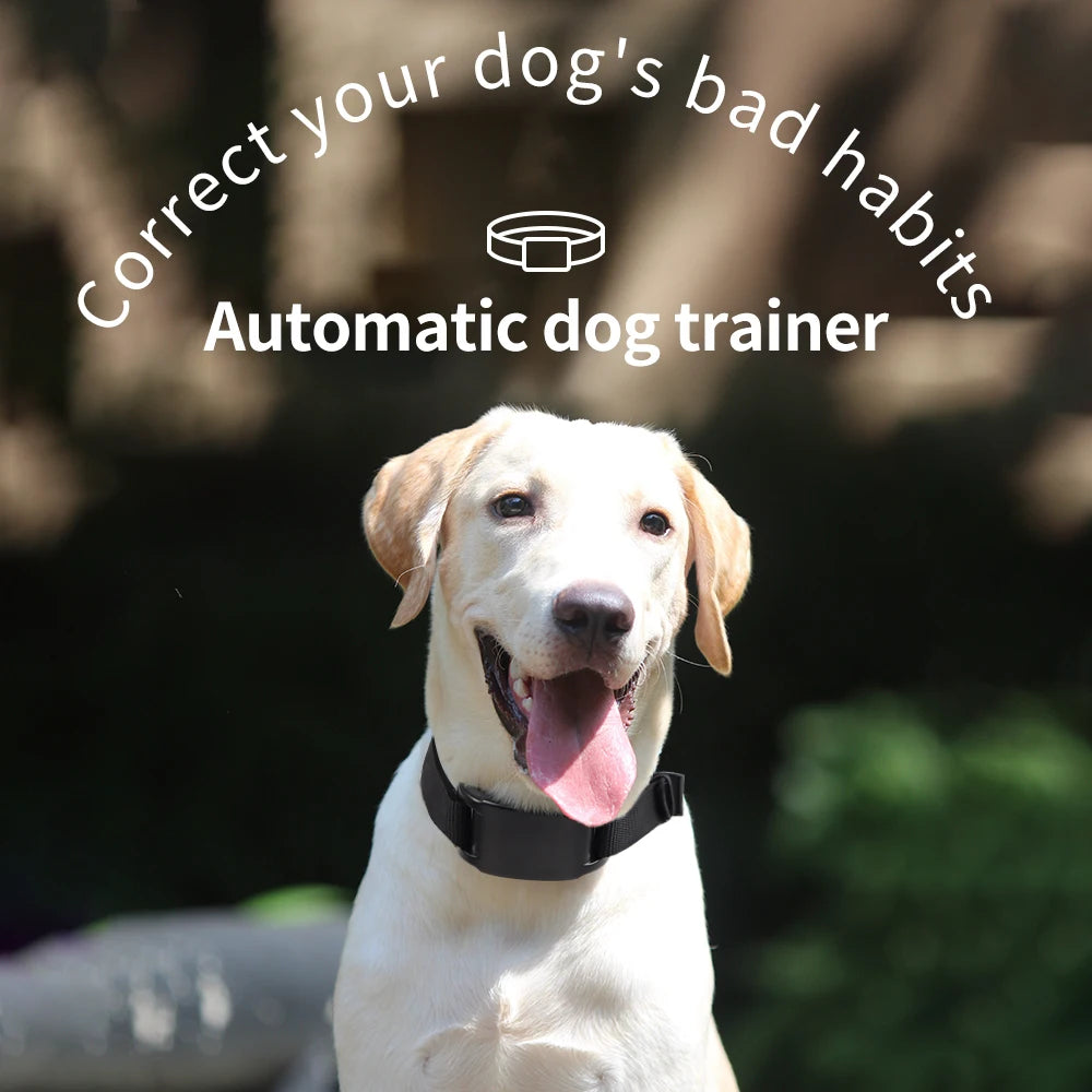A happy yellow Labrador dog wearing a collar, positioned in an outdoor setting with text promoting an automatic dog trainer.