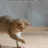 Intelligenter interaktiver Rollball für Katzen