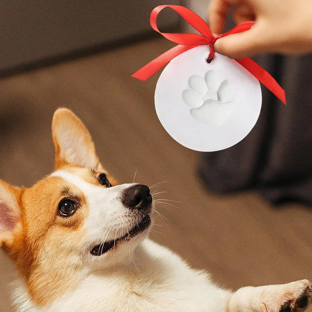 Ein Hund blickt auf, während eine Hand einen weißen Pfotenspurenabdruck auf sein Ohr drückt.