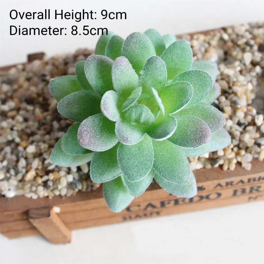 A round, pale green succulent plant with thick leaves is displayed on a wooden surface.