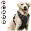 Hundegeschirr-Set aus Leder: Halsband, Geschirr & Leine