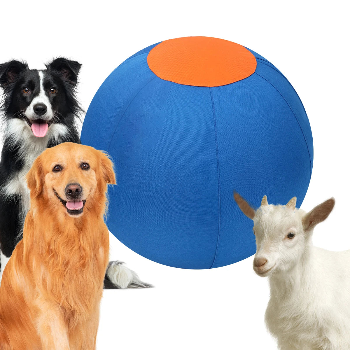 A golden retriever and a white goat look toward a large blue dog ball with an orange top.
