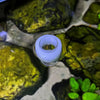 Clear Acrylic Aquarium Feeding Cup Ring Anti-drift Betta Fish Feeder