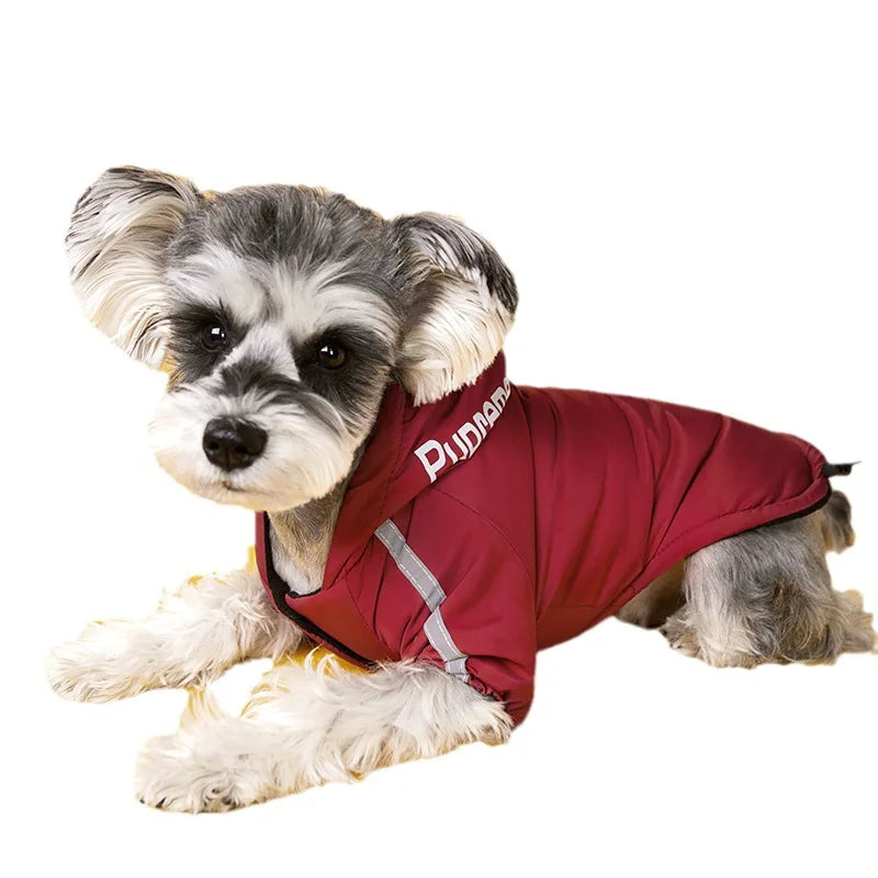 Un petit chien gris et blanc portant un manteau réfléchissant rouge imperméable.