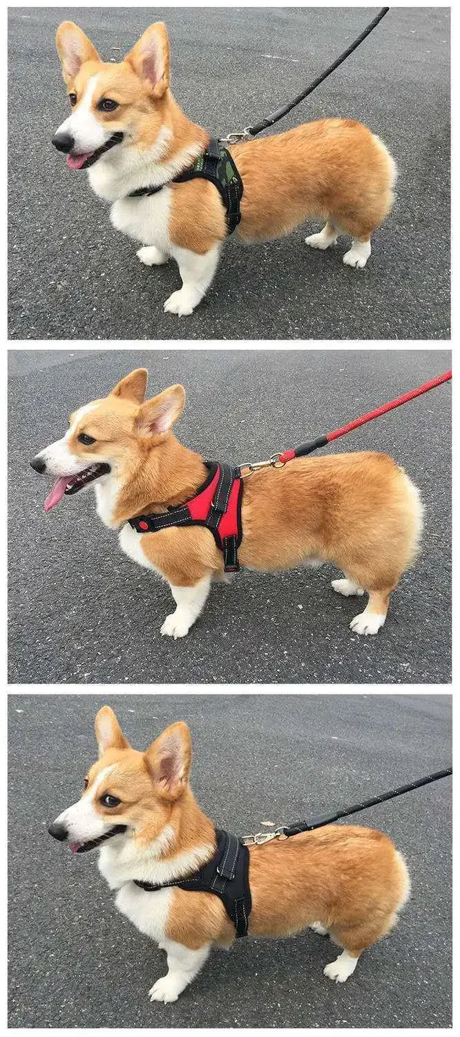 A Shiba Inu dog wearing a black harness with reflective trim and a handle, standing on asphalt.
