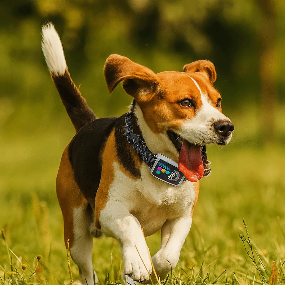 A brown and white dog is running through green grass while wearing a black bark collar.