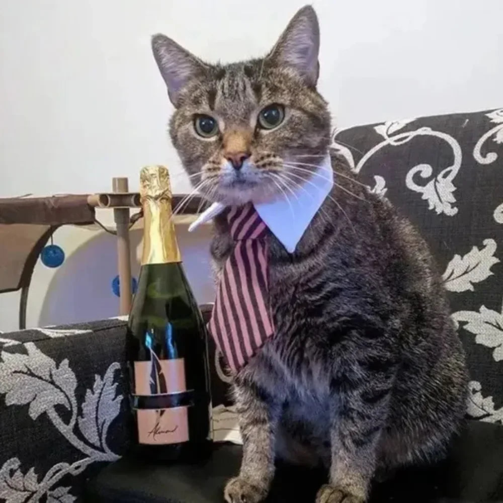 A tabby cat wearing a striped bow tie collar sitting on a dark sofa.