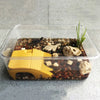 Aquatic Reptile Climbing Platform with Suction Cups