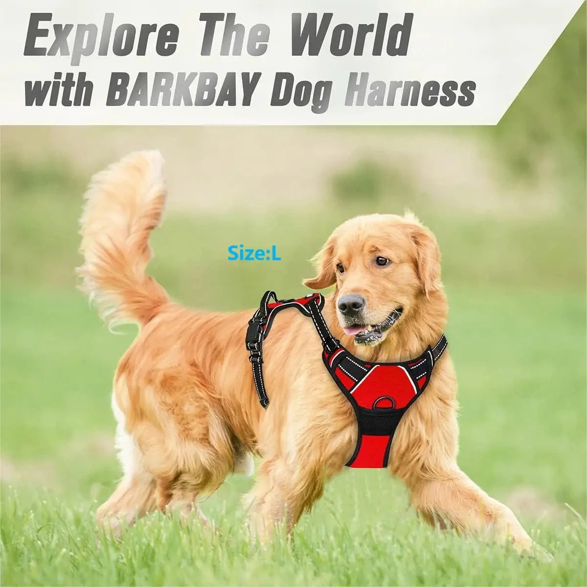 Golden Retriever mit rotem und schwarzem Barkbay-Hundegurt in grüner Umgebung.