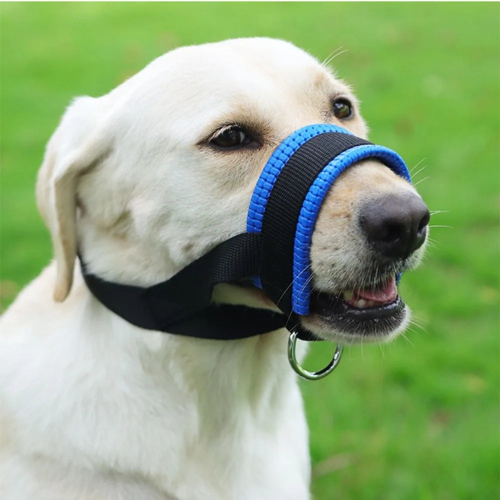 A light-colored Labrador dog wearing a blue and black adjustable muzzle for bite and bark control.