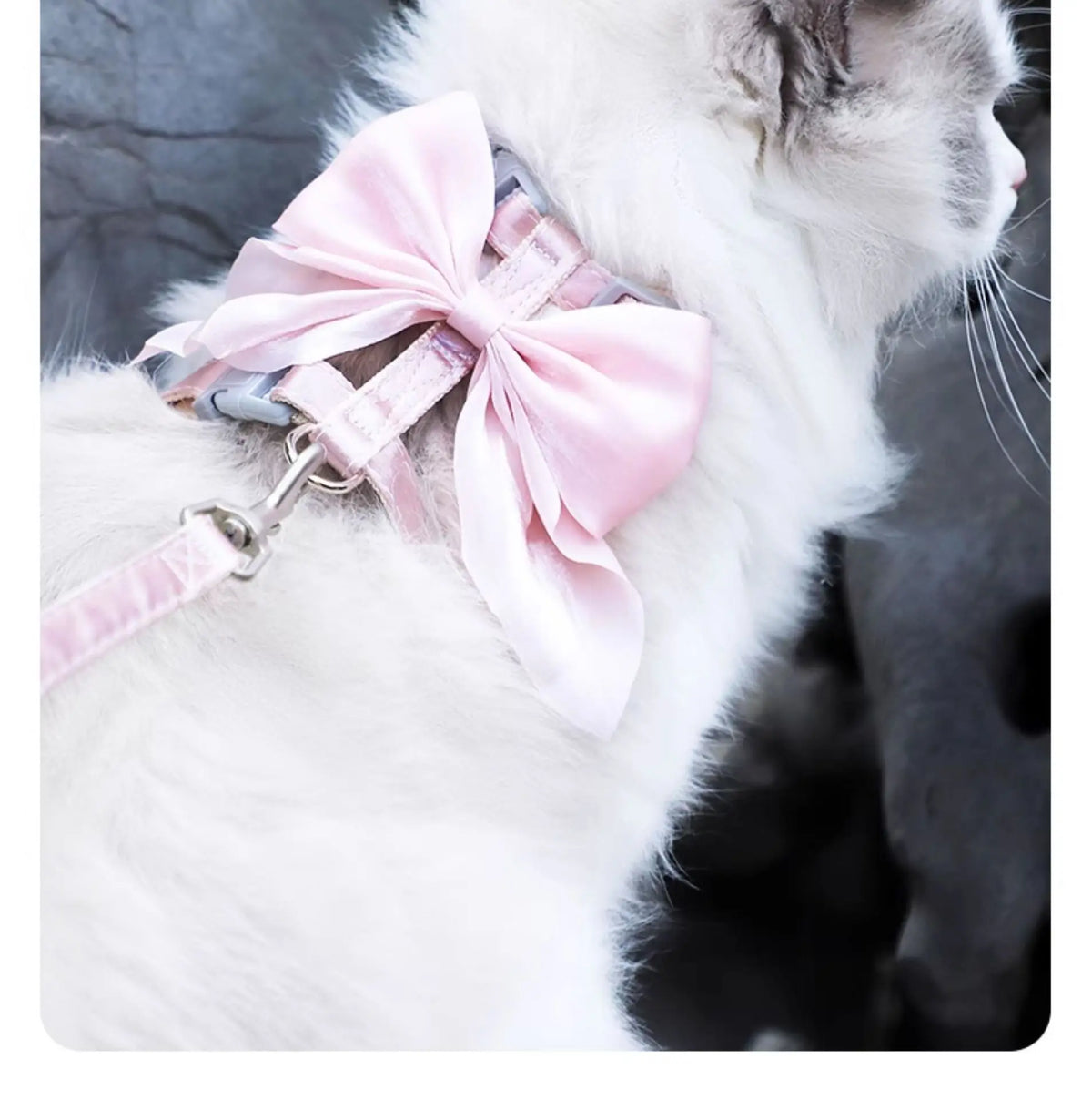 A white cat wearing a pink bow-themed harness and leash set.