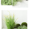 A collection of green and white ornamental grasses and mosses used as garden decoration.