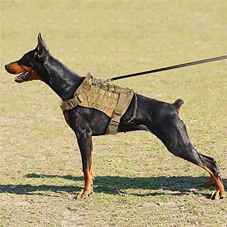 A black dog wearing a tactical harness and leash standing on grass.