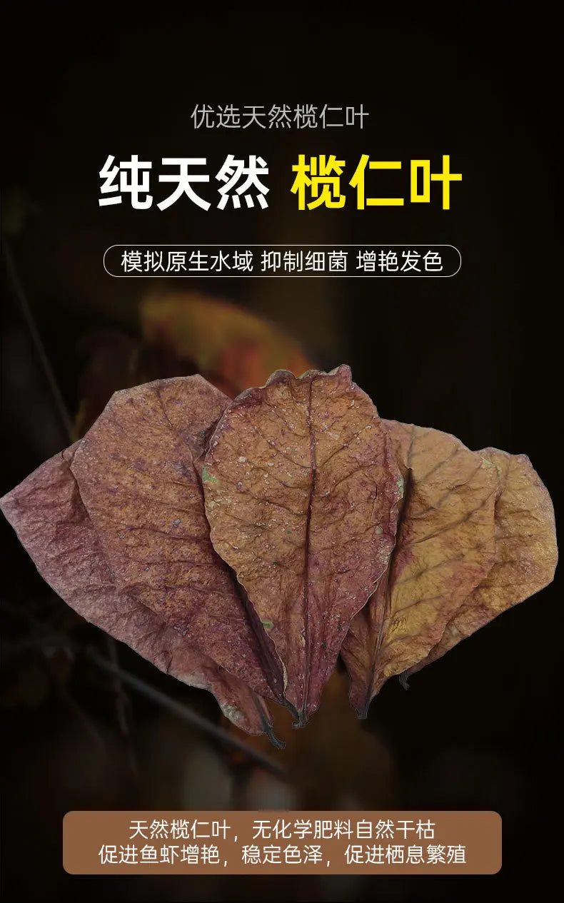Natural Indian Almond Leaves for Aquarium Water Conditioning