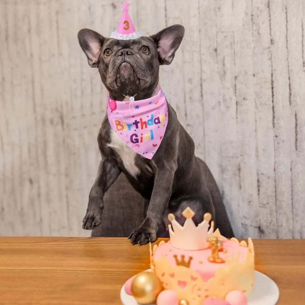 A gray French bulldog wearing a pink birthday hat and a matching pink bow tie