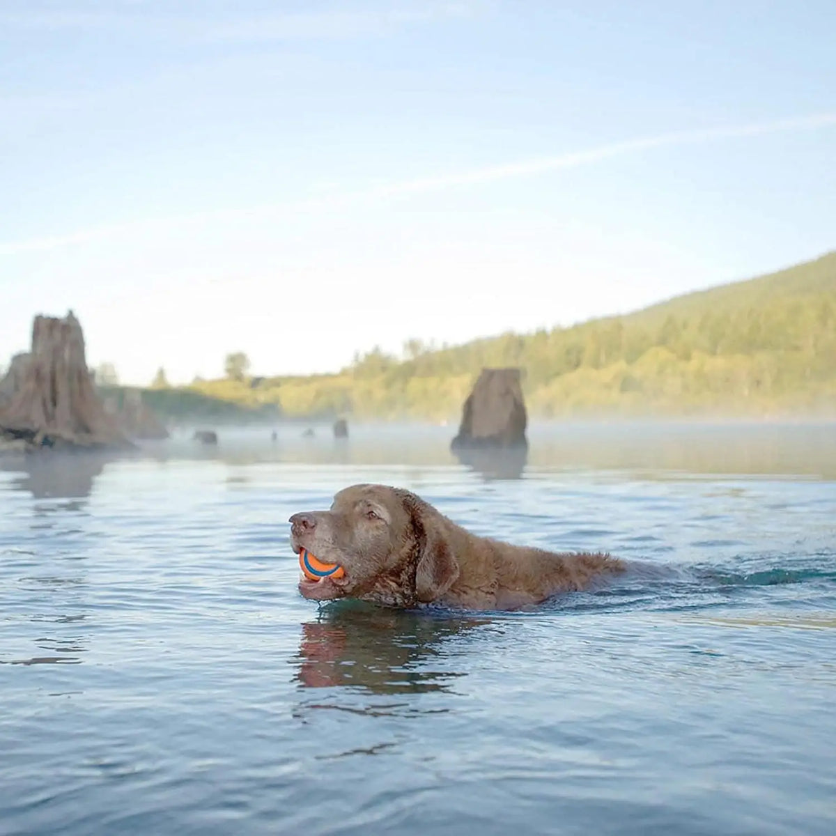 A golden retriever dog is swimming in clear water with an orange ball visible near its mouth.