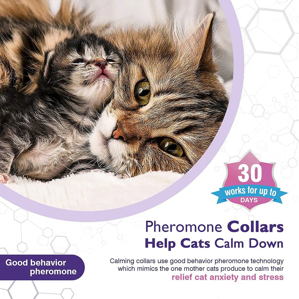 Un gatito atigrado esponjoso apoya su cabeza en un gato adulto, con texto promocionando collares de feromonas para calmar a l