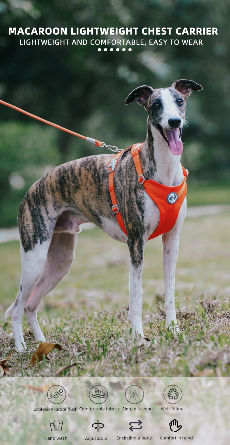 An orange dog chest carrier harness is worn by a dog outdoors on grass.
