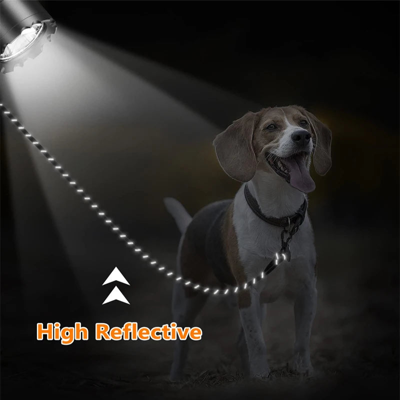 A dog is visible in low light, illuminated by a bright beam of light from the left, highlighting a reflective leash.