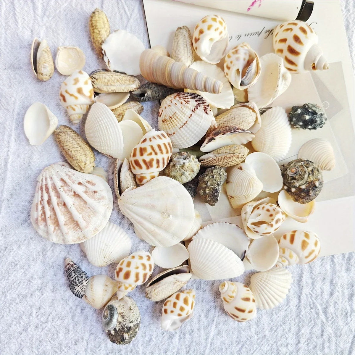 Natural Sea Wind Mixed Shells for Aquarium Décor (100g)
