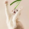 Jouet Interactif pour Chat à la Plume