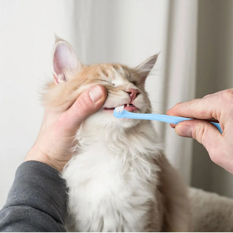 Brosse à dents pour animaux avec tête compacte