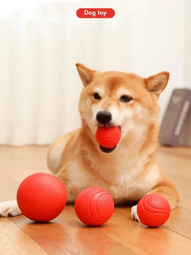 A fluffy orange dog is holding a red rubber ball in its mouth on a wooden floor.
