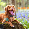2-in-1 Wireless Dog Training Collar with Remote and Electric Fence