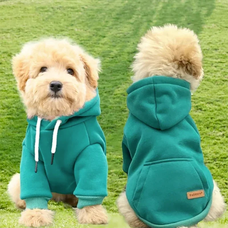 A fluffy golden retriever puppy wearing a teal fleece hoodie outdoors.