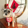 Happy Birthday Pet Party Hat and Bib Set