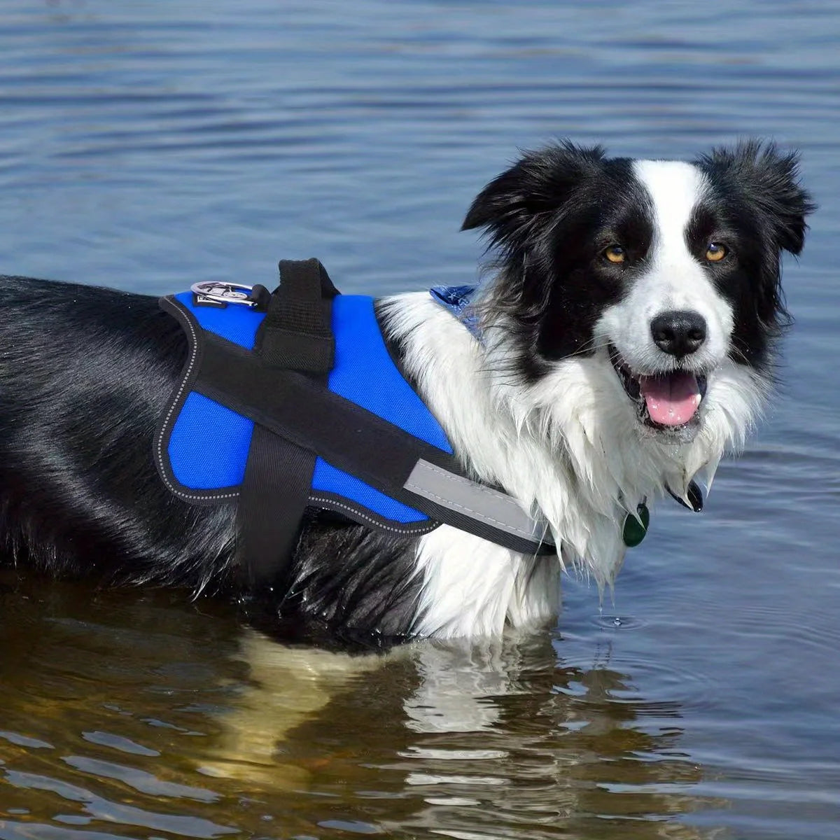 A black and white dog wearing a blue vest harness is swimming in water.