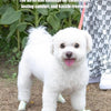 Self-Adhesive Pet Bandage Wrap for Paw Protection & Wound Care