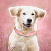 Personalisierte gepolsterte Leder-Hundehalsband mit graviertem Namensschild